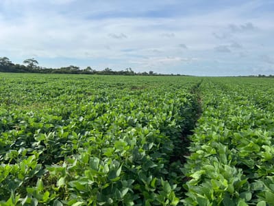 Linda Propiedad Agricola  De 604ha Por Pailon Sur, Entrando 70km