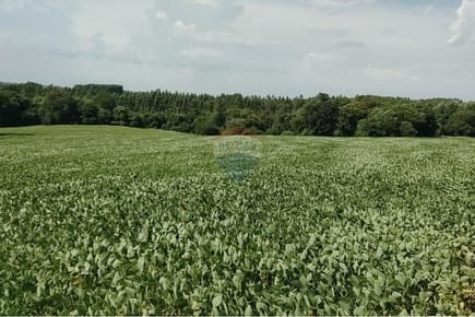 Vendo Propiedad Agrícola de 76 hectáreas