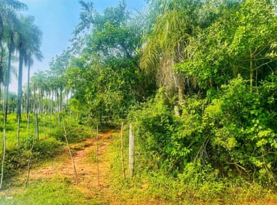 VENDO terreno de 4.9 Hectáreas en Piribebuy