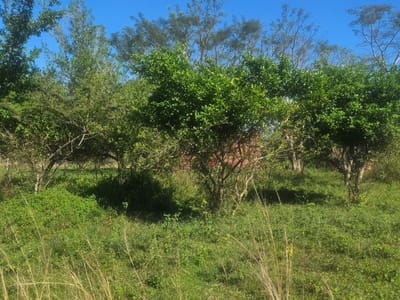 VENDO TERRENO EN BARRIO YTORORO YPANÉ