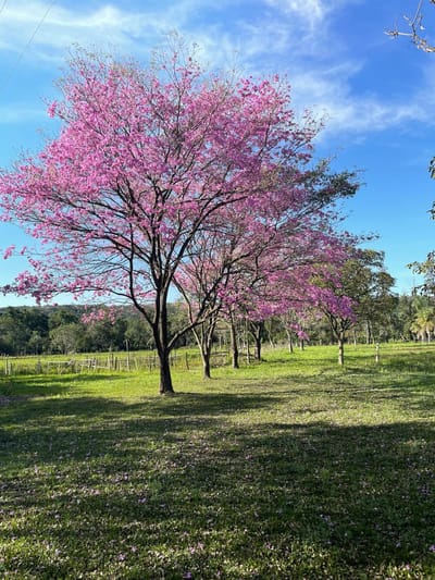 San Bernardio Vendo Importante Propiedad De 7 Hectáreas para loteamiento