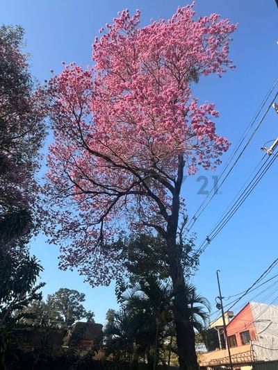 Venta de Terreno en Trinidad, Asunción