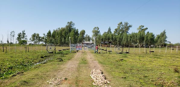 EXCELENTE OPORTUNIDAD! PROPIEDAD RURAL EN VTA– 400 HAS EN NUEVA ITALIA