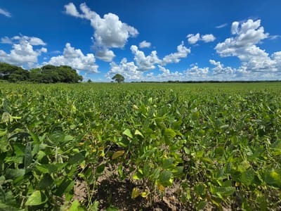 En Venta | Propiedad Agrícola al norte de Santa Cruz
