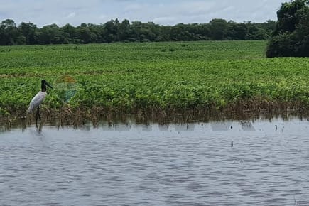 Estancia en Bahía Negra Chaco Paraguayo