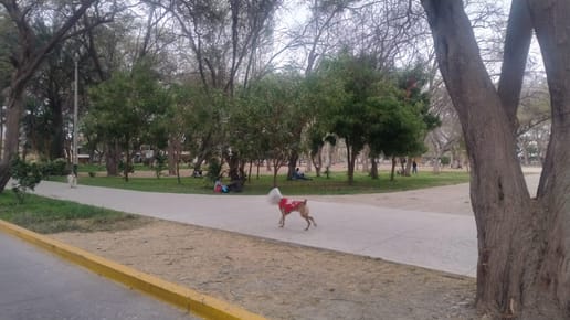 Amplia Casa En Venta O Alquiler – Urb. Miraflores Castilla -piura