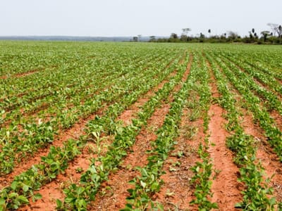 EN VENTA 1000 HECTAREAS DE CAMPO APTAS PARA AGRICULTURA