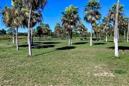 Terreno-Venta-Costa del río confuso, Benjamín Aceval, Presidente Hayes
