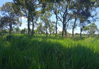 Terreno Rural  157 Ha. - Belén Concepción 