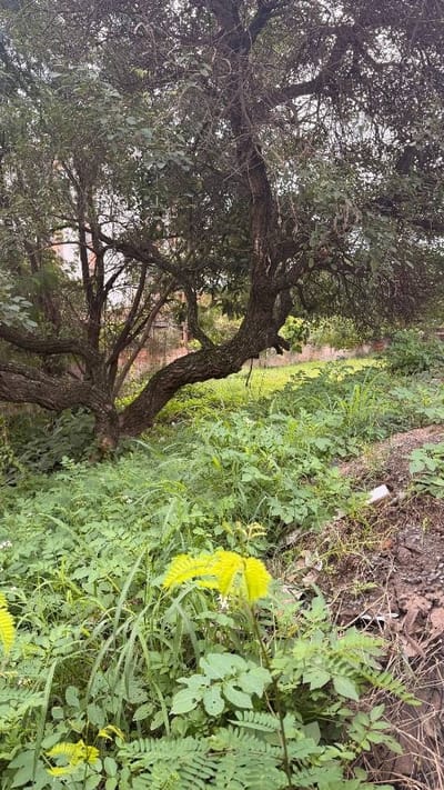 TERRENO EN VENTA EN LUQUE