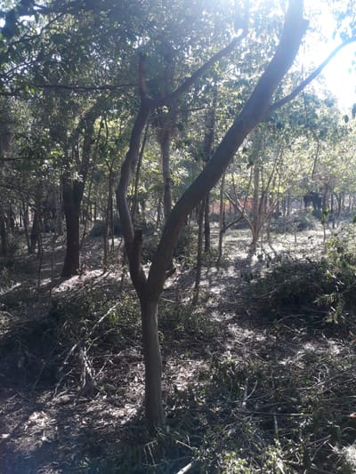 Vendo 1 hectáreas 700 metros en Ypacarai
