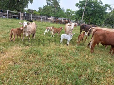 Vendo Granja 73 Hectáreas en Nueva Colombia