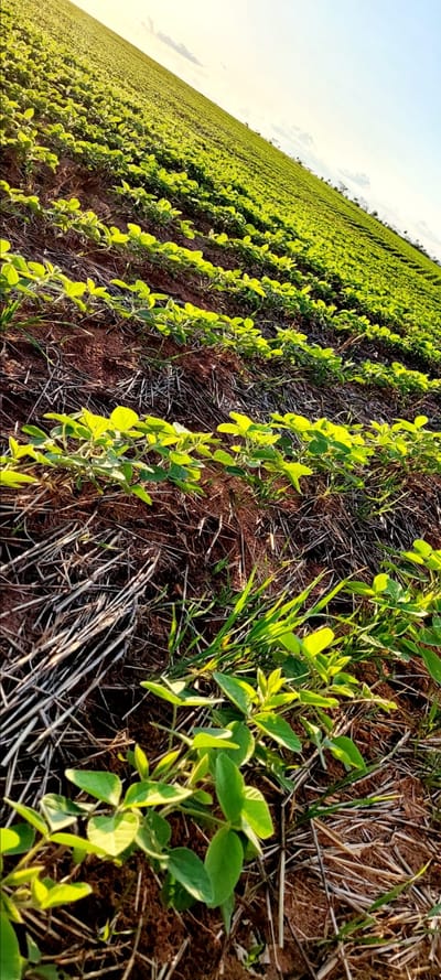 EXCELENTE CAMPO EN VENTA! – 1.001 HECTÁREAS PRODUCTIVAS - CURUGUATY