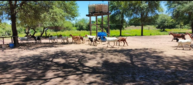 *BAJA DE PRECIO!*  Vendo Hermosa Estancia de 800has en Boqueron.