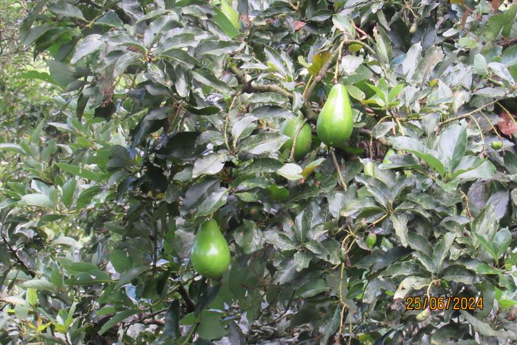 Finca en  Venta en La vega - Miniatura 15