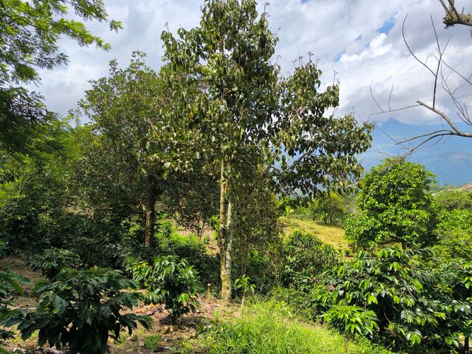 Finca en  Venta en Amagá - Miniatura 26