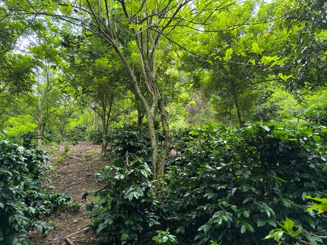 Finca en  Venta en Amagá - Miniatura 27