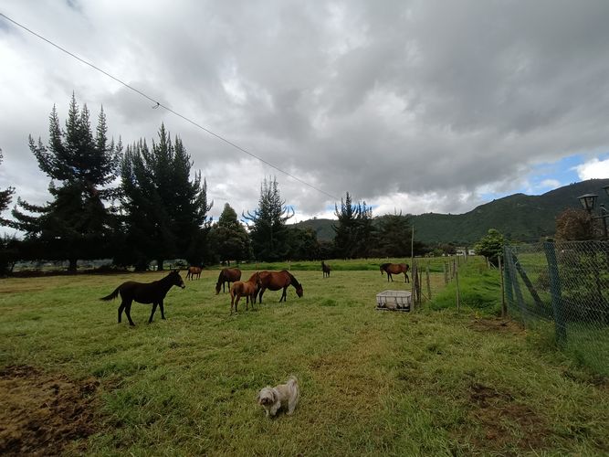 Finca en  Venta en Tenjo - Miniatura 16
