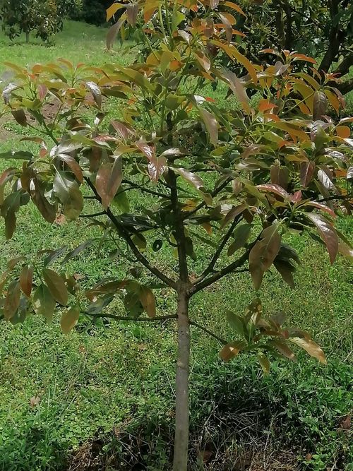 Finca en  Venta en Quindio, Circasia - Miniatura 9