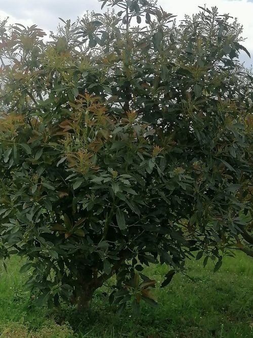 Finca en  Venta en Quindio, Circasia - Miniatura 20