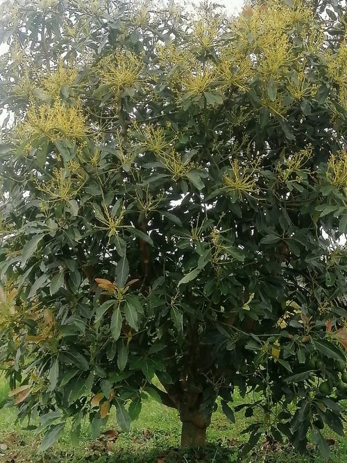 Finca en  Venta en Quindio, Circasia - Miniatura 21