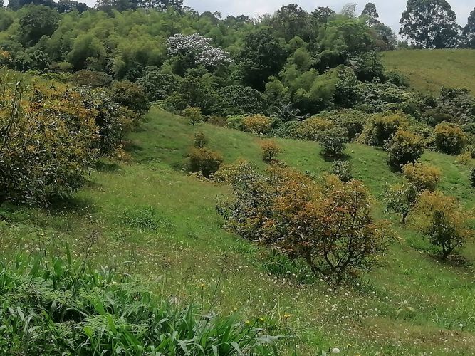 Finca en  Venta en Quindio, Circasia - Miniatura 7