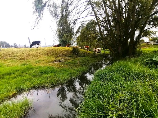 Finca en  Venta en Nemocon - Miniatura 4