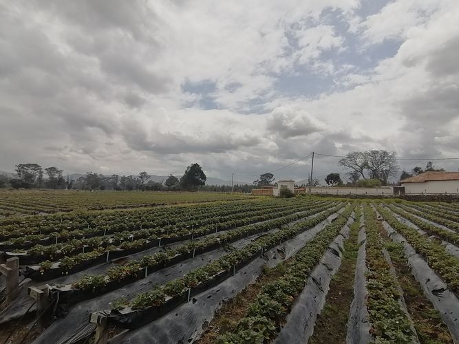 Finca en  Venta en Nemocon - Miniatura 8