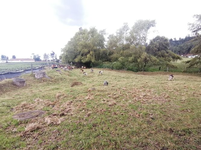 Finca en  Venta en Nemocon - Miniatura 12