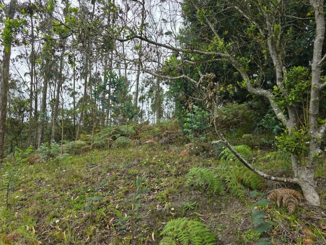 Finca en  Venta en Tierra morada, Facatativa - Miniatura 12