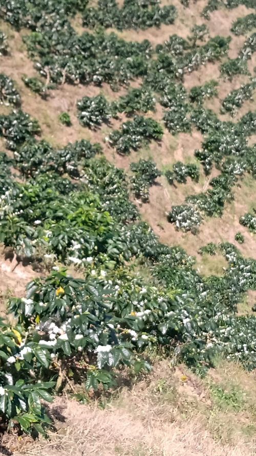 Finca en venta en Belén de Umbría - Imagen 1