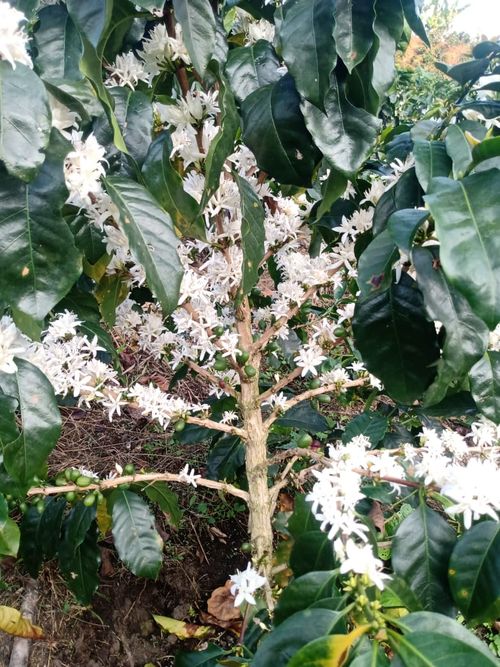 Finca en venta en Belén de Umbría - Miniatura 2