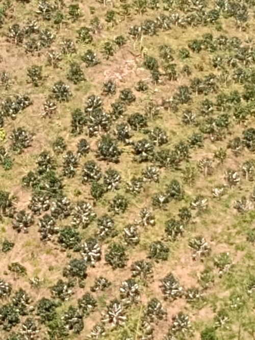 Finca en venta en Belén de Umbría - Miniatura 3