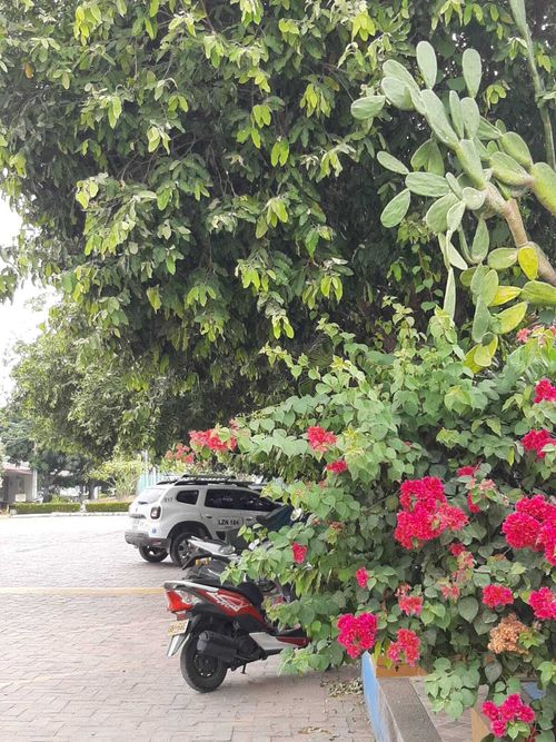 Local en  Venta en Quintas de flandes, Flandes - Miniatura 3