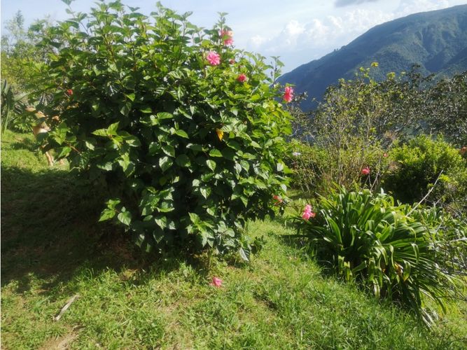 Finca en venta en Versalles, Santa barbara - Miniatura 22