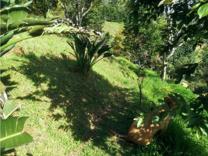 Finca en venta en Versalles, Santa barbara - Miniatura 24