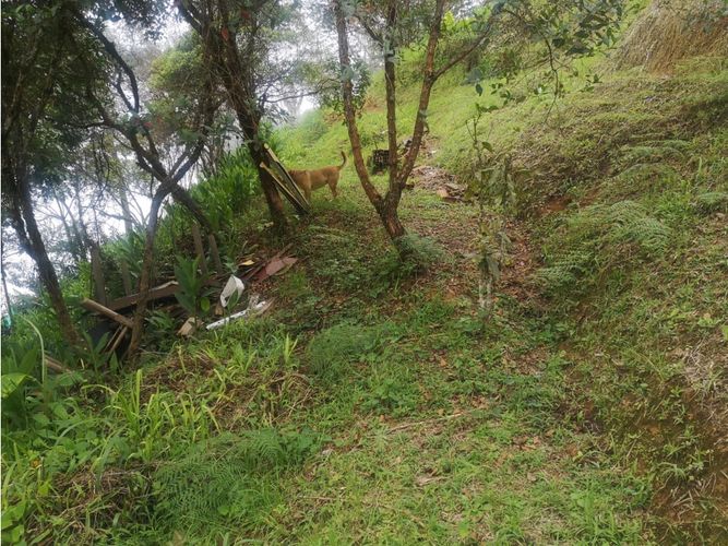 Finca en venta en Versalles, Santa barbara - Miniatura 26