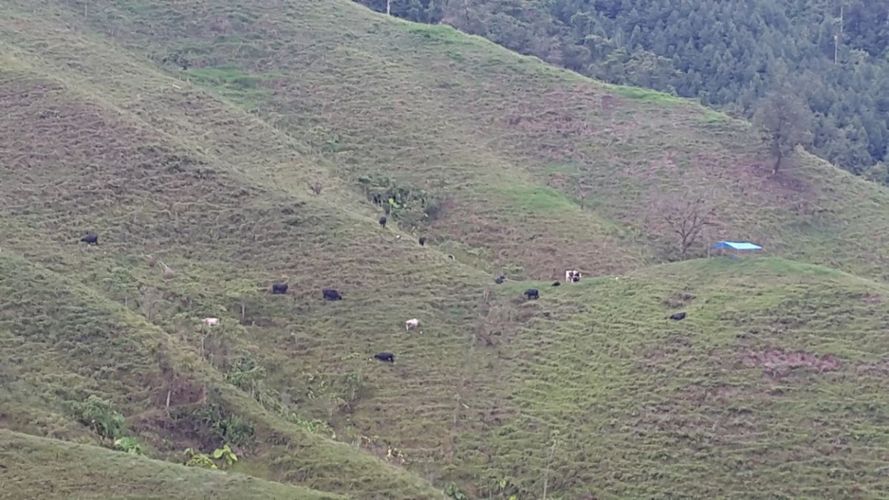 Finca en venta en El porvenir, Santa rosa de cabal - Miniatura 16