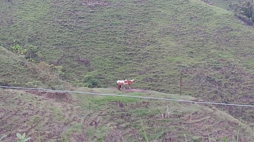 Finca en venta en El porvenir, Santa rosa de cabal - Miniatura 19