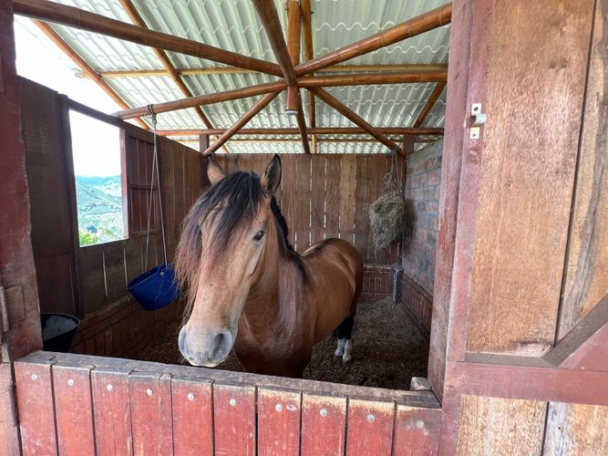 Finca en  Venta en Centro, Pitalito - Miniatura 11