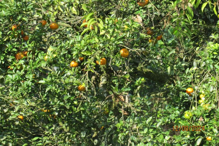 Finca en  Venta en La vega - Miniatura 20