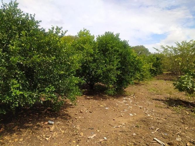 Finca en  Venta en El juncal, Palermo - Miniatura 4