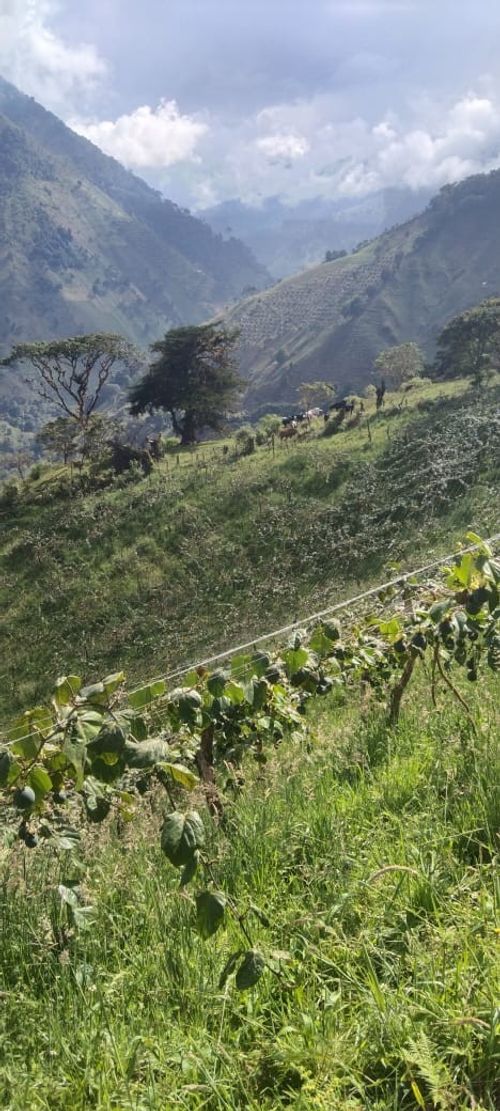 Finca en  Venta en Santa maria - Imagen 1