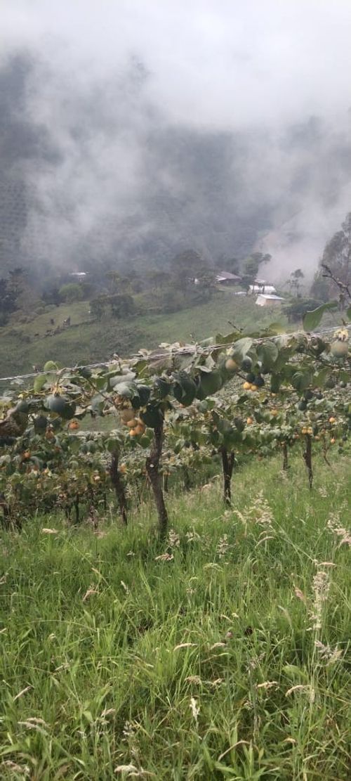 Finca en  Venta en Santa maria - Miniatura 2