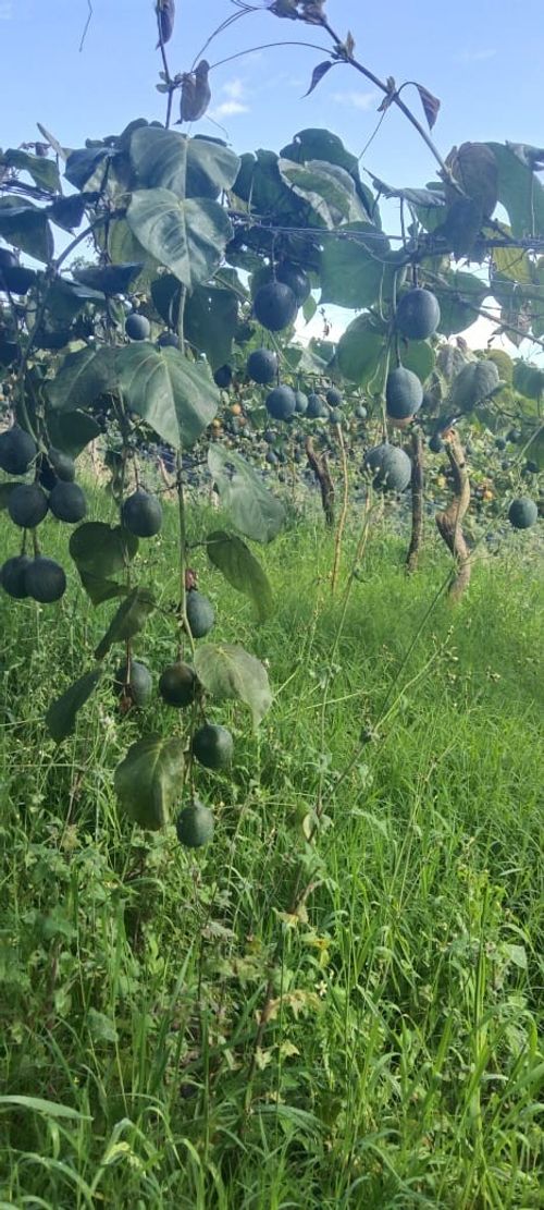 Finca en  Venta en Santa maria - Miniatura 3
