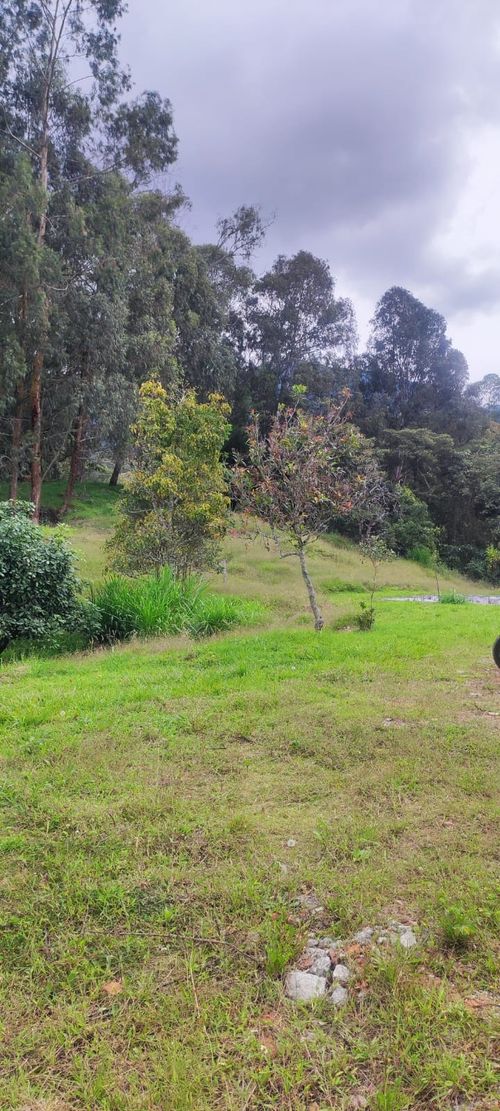 Finca en  Arriendo en Lomitas, La ceja - Miniatura 4