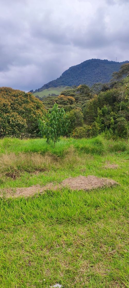 Finca en  Arriendo en Lomitas, La ceja - Miniatura 5