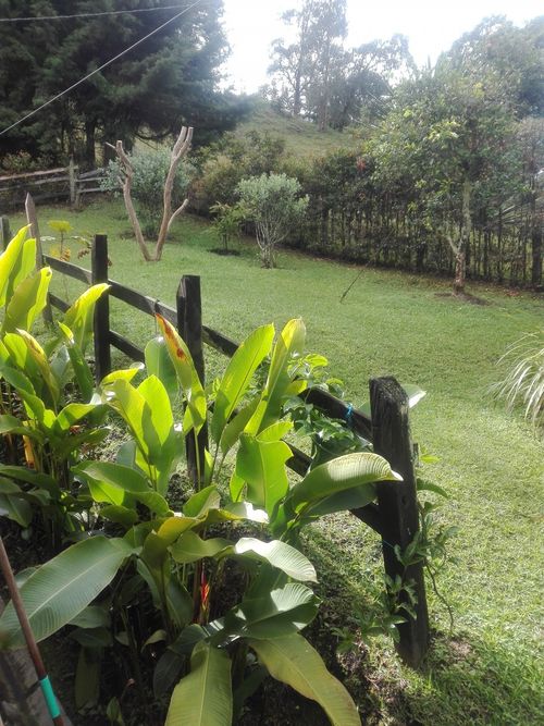 Finca en  Arriendo en El carmen de viboral - Miniatura 4
