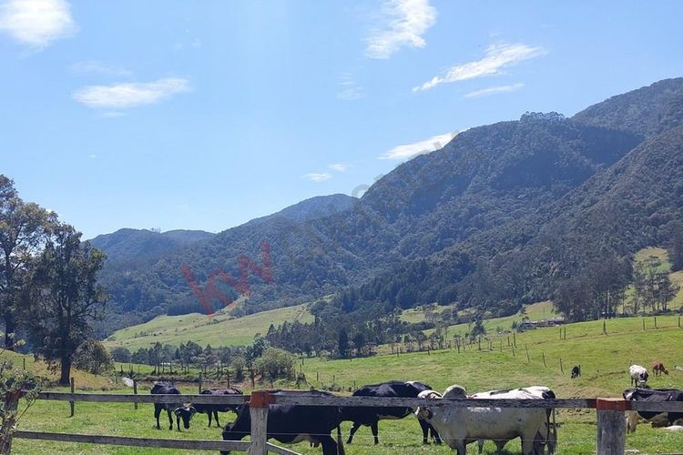 Finca en  Venta en San francisco - Miniatura 21