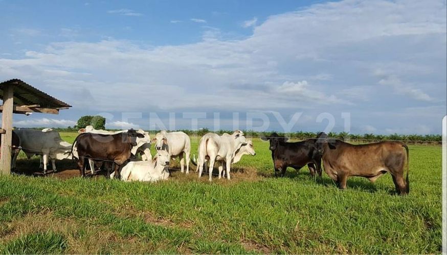 Finca en venta en Puerto gaitan - Miniatura 17